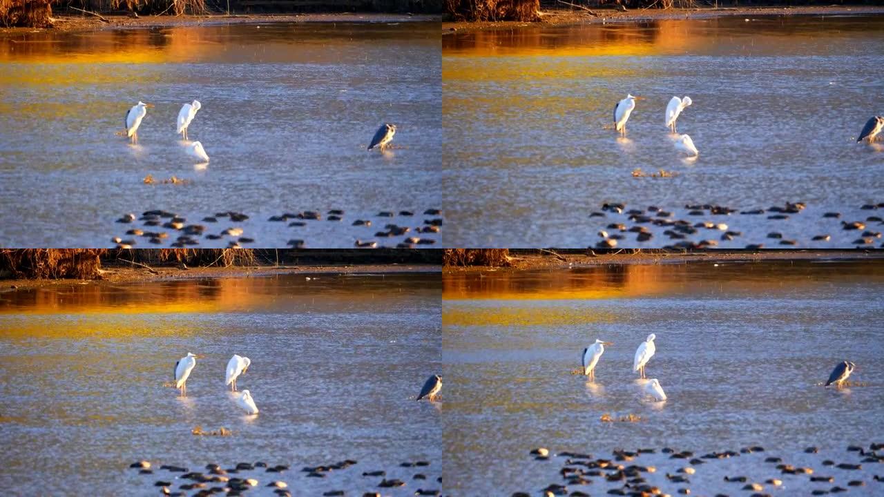 在湖边拍摄白鸟的细节