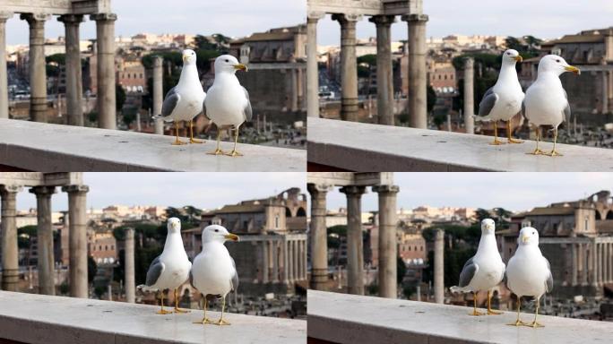 罗马论坛的罗马海鸥