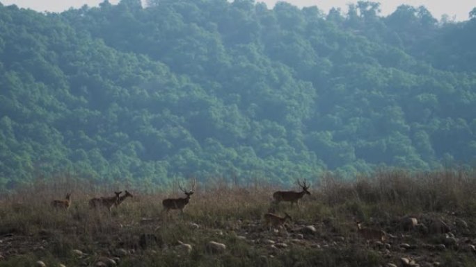 一群斑鹿或轴心鹿放牧并穿越森林道路