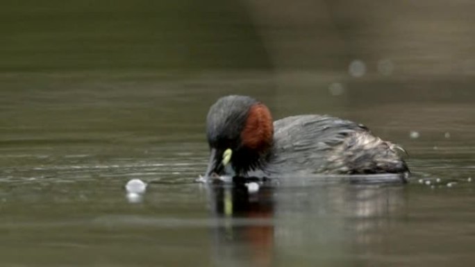 水禽在池塘上游泳并自我清洗的慢动作镜头