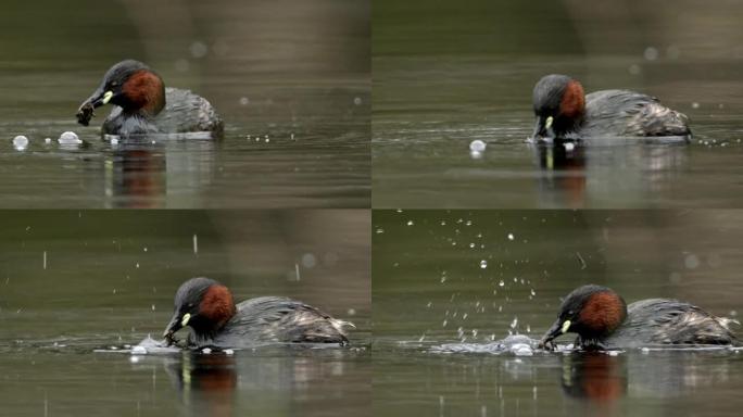 水禽在池塘上游泳并自我清洗的慢动作镜头