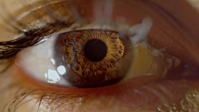 棕色眼睛的SLO MO LD瞳孔收缩和扩张