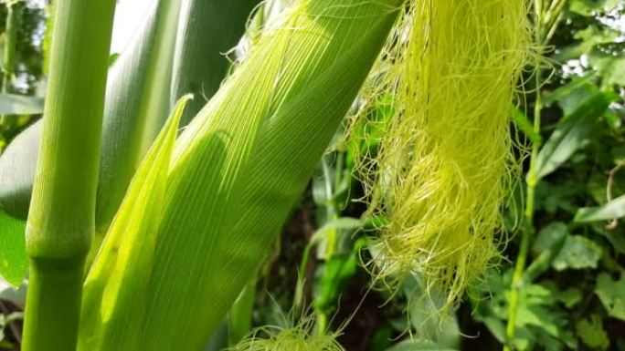 植物中的玉米芯。