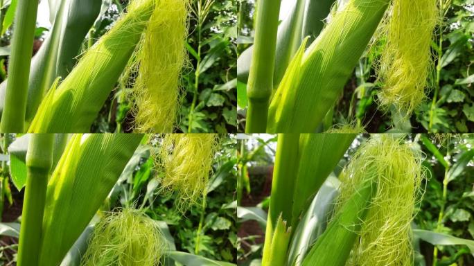 植物中的玉米芯。