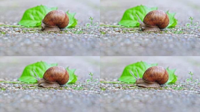 粘糊糊的食用蜗牛螺旋果蜗牛从腹足动物壳展开触手在混凝土铺装上向绿叶缓慢行走