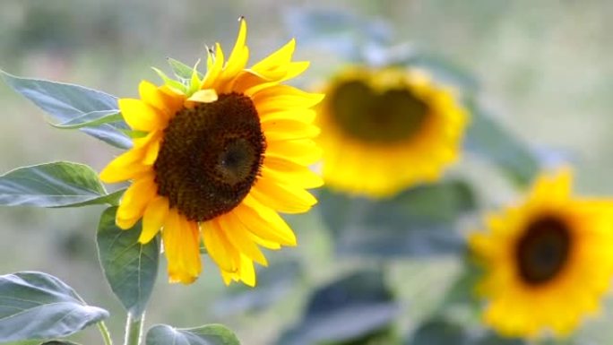 向日葵在风中以特写镜头和慢动作摇曳，与授粉的大黄蜂和蜜蜂一起在有机向日葵种子油的向日葵养殖场中收集花