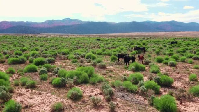 干旱平原地区在绿色植物上放牧的自由放养牛群的无人机空中飞行视图。加利福尼亚的农业