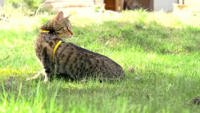 骑着黄色马具遛家猫。虎斑猫害怕户外，躲在绿色的草丛里，小心翼翼，好奇地。教你的宠物走路