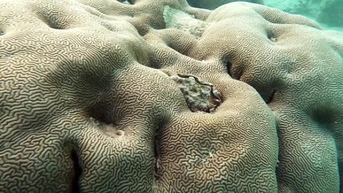 贻贝与脑珊瑚