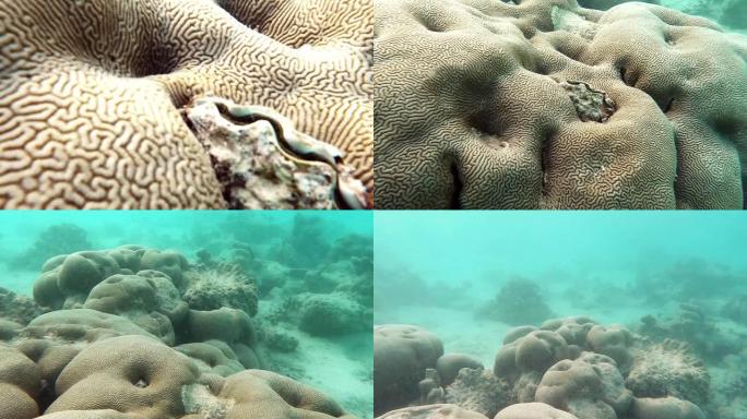 贻贝与脑珊瑚