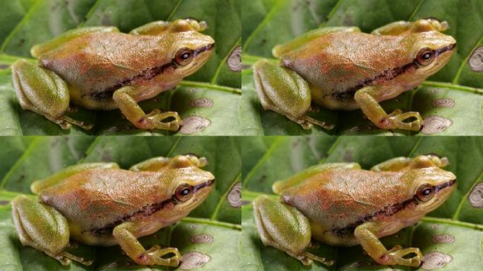 绿色森林雨蛙 (Pristimantis omeviridis)