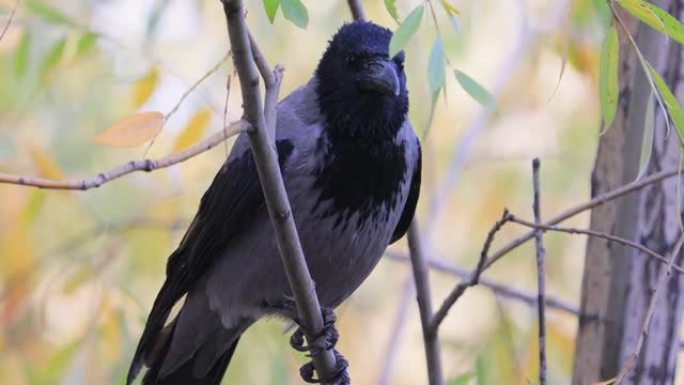 腐肉乌鸦 (Corvus corone) 树枝上的黑鸟。