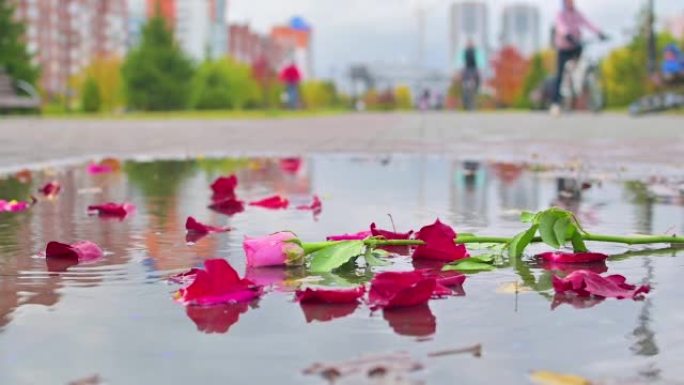 一朵嫩嫩的玫瑰躺在人行道上的水坑里