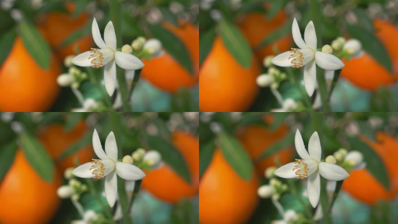 树枝上盛开的白橙香花的超级特写