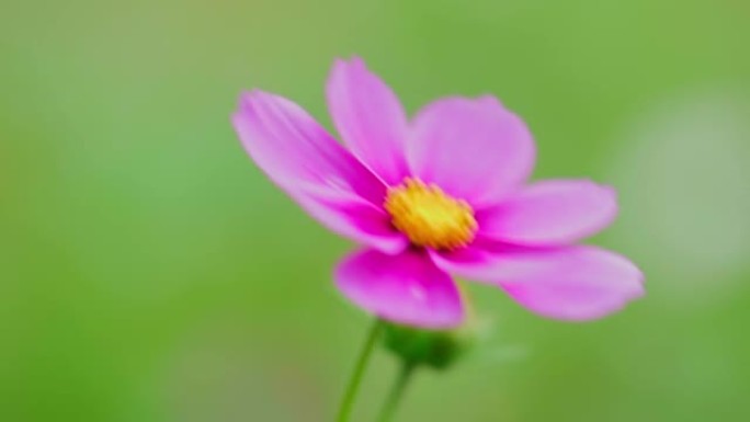 白色和粉红色的波斯菊花 (Cosmos Bipinnatus) 在风中摇曳。美丽的宇宙花盛开在田野里