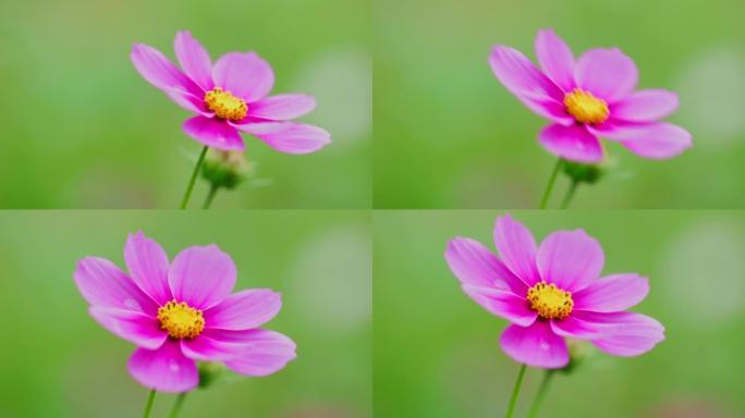 白色和粉红色的波斯菊花 (Cosmos Bipinnatus) 在风中摇曳。美丽的宇宙花盛开在田野里