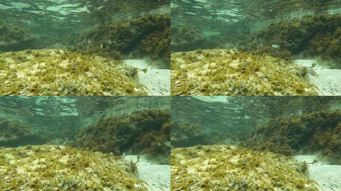 美属维尔京群岛圣约翰珊瑚礁: 海龟