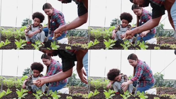 农民家庭在温室的土壤中种植蔬菜