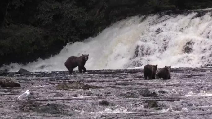 阿拉斯加的野生动物。熊来到一条山区河流，在其中捕鱼。