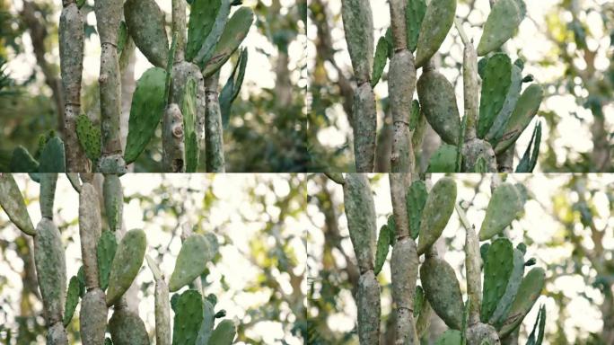 在森林中生长的仙人掌树的详细照片