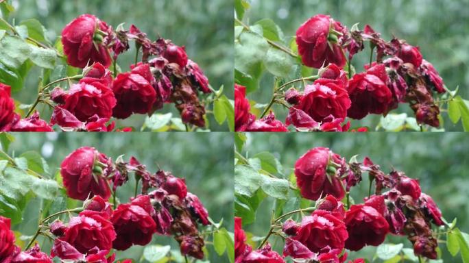 花园里已经开了粉红玫瑰。它们的花瓣带有雨滴，像水晶。玫瑰被称为花之王，总是出现在花园里