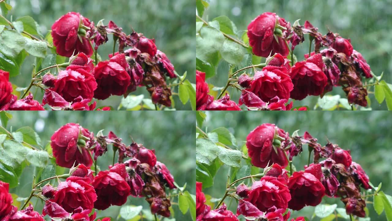 花园里已经开了粉红玫瑰。它们的花瓣带有雨滴，像水晶。玫瑰被称为花之王，总是出现在花园里