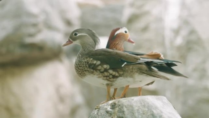 一对鸳鸯