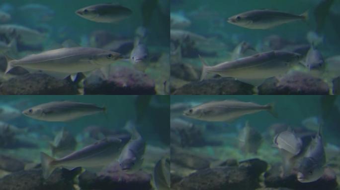 挪威大水族馆中的鱼类: 北极鳕鱼