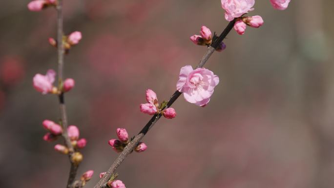 春天花开阳光下的杏花