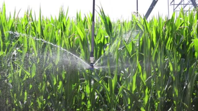 灌溉系统浇灌玉米田