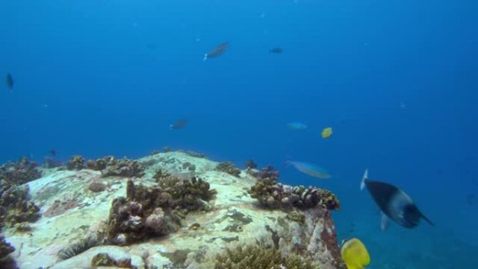 暗礁附近海洋生物的水下景观