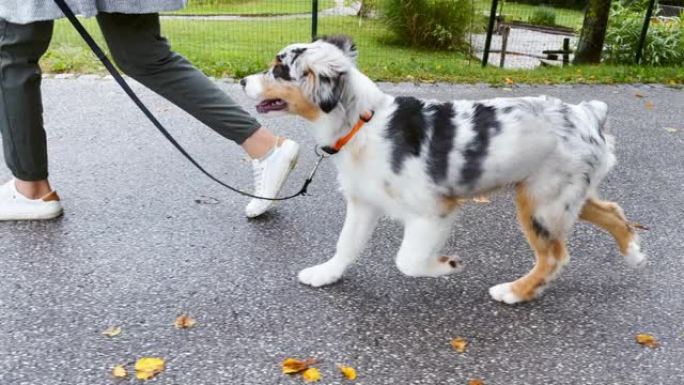 SLO MO TS幼犬在皮带上蹦蹦跳跳地走路