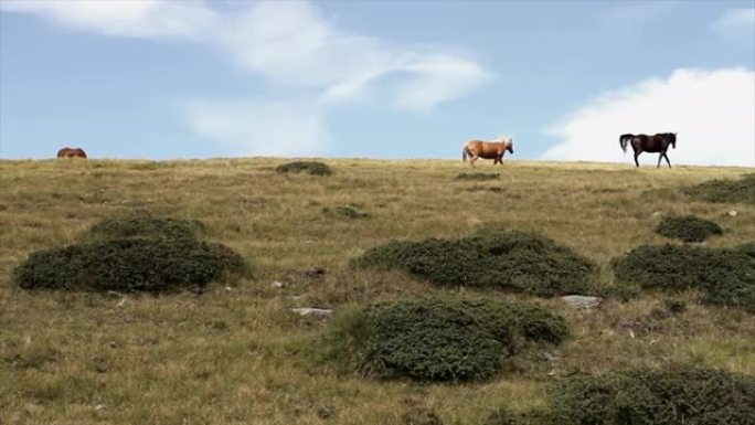 多洛米蒂地区的免费养殖马