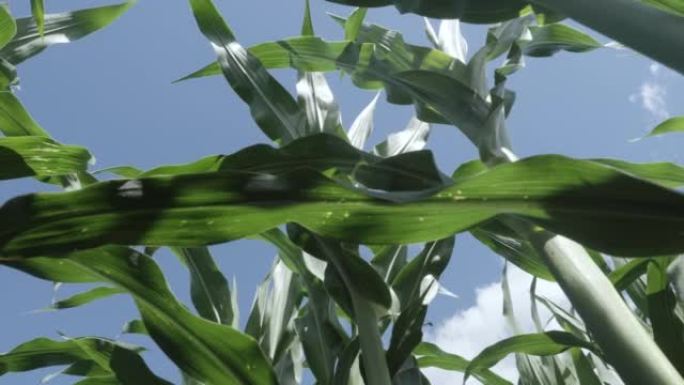 绿叶玉米在田间和蓝天白云。玉米植物农场。玉米地的边缘，玉米秸秆，叶子和流苏在微风中挥舞。农业农业综合