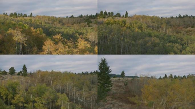 蒙大拿州西南部麦迪逊山谷中变化的杨木，灌木橡树和草的明亮秋天色彩