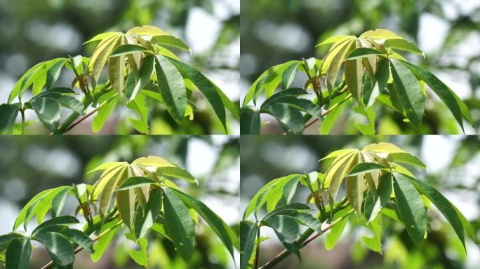 五花草 (棉、爪哇木棉、丝棉、samauma) 有天然背景。印尼人使用这种植物作为床