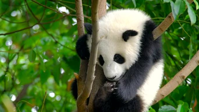 大熊猫幼崽在树上玩耍国宝交易