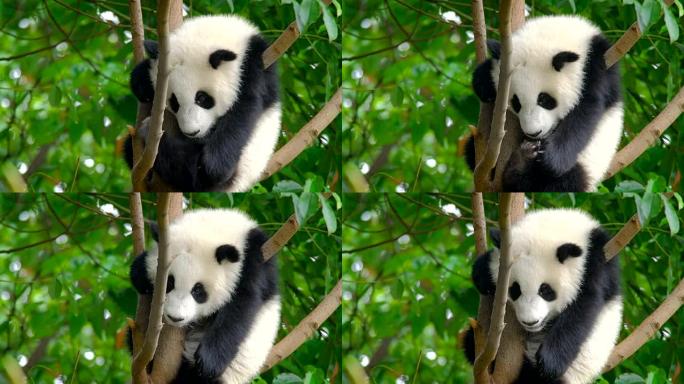 大熊猫幼崽在树上玩耍国宝交易