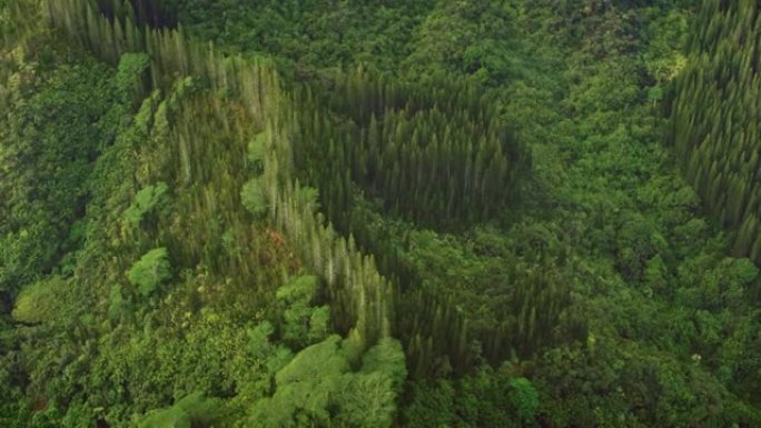 夏威夷瓦胡岛怀凯恩森林中的空中巨树