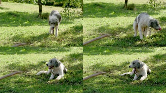 A super cute Romanian mioritic Carpathian sheep do