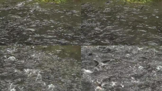 鱼在河中疯狂喂食的细节照片