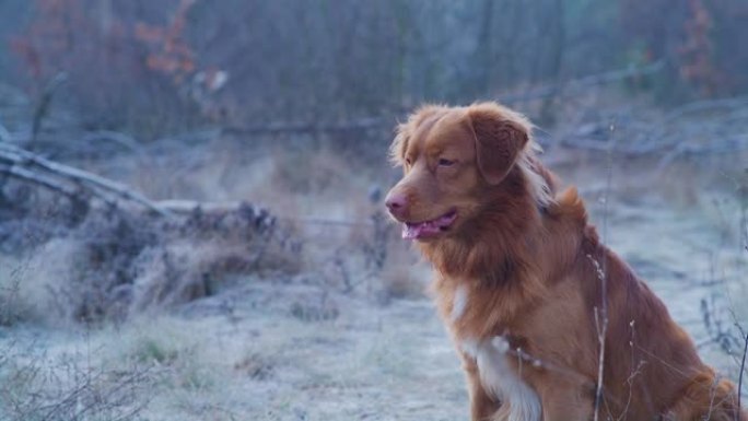 快乐，新斯科舍省鸭子收费猎犬与主人玩fethc。冬季散步