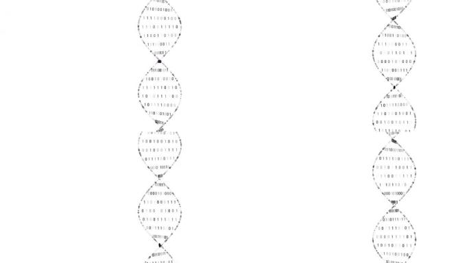 DNA结构中的二进制编码
