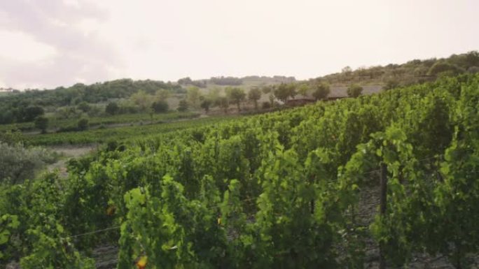 葡萄酒酿造故事的葡萄收获: 托斯卡纳的意大利文德米亚