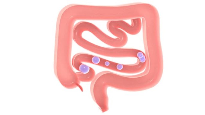 气体通过大肠和小肠的3d动画。