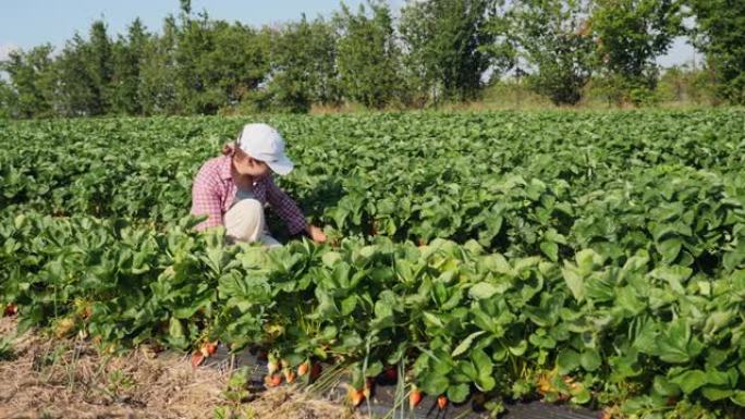 农夫妇女在田间收获草莓