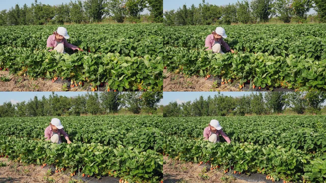 农夫妇女在田间收获草莓