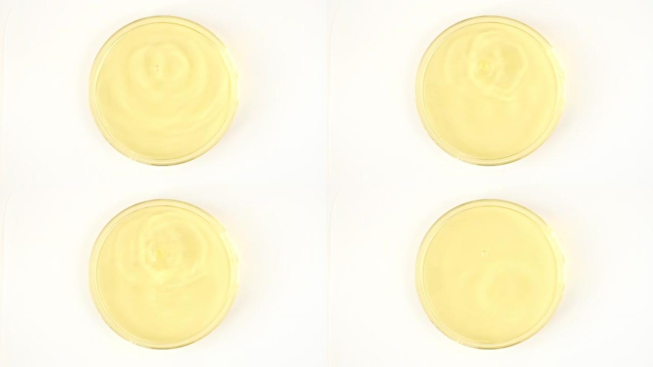 透明的黄色化妆品液体滴在玻璃碗中的Petri。宏丸血清、乳膏、透明质酸。有机化妆品，药品。慢动作