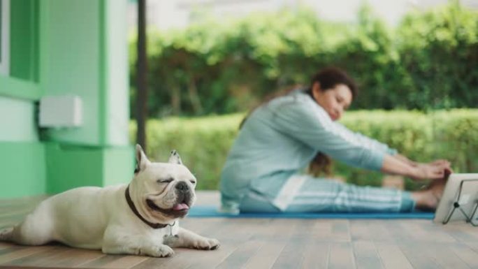 微笑的女人和可爱的法国斗牛犬一起享受瑜伽。