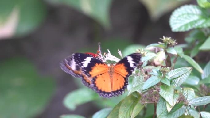美丽的蝴蝶在泰国的绿屏上交配